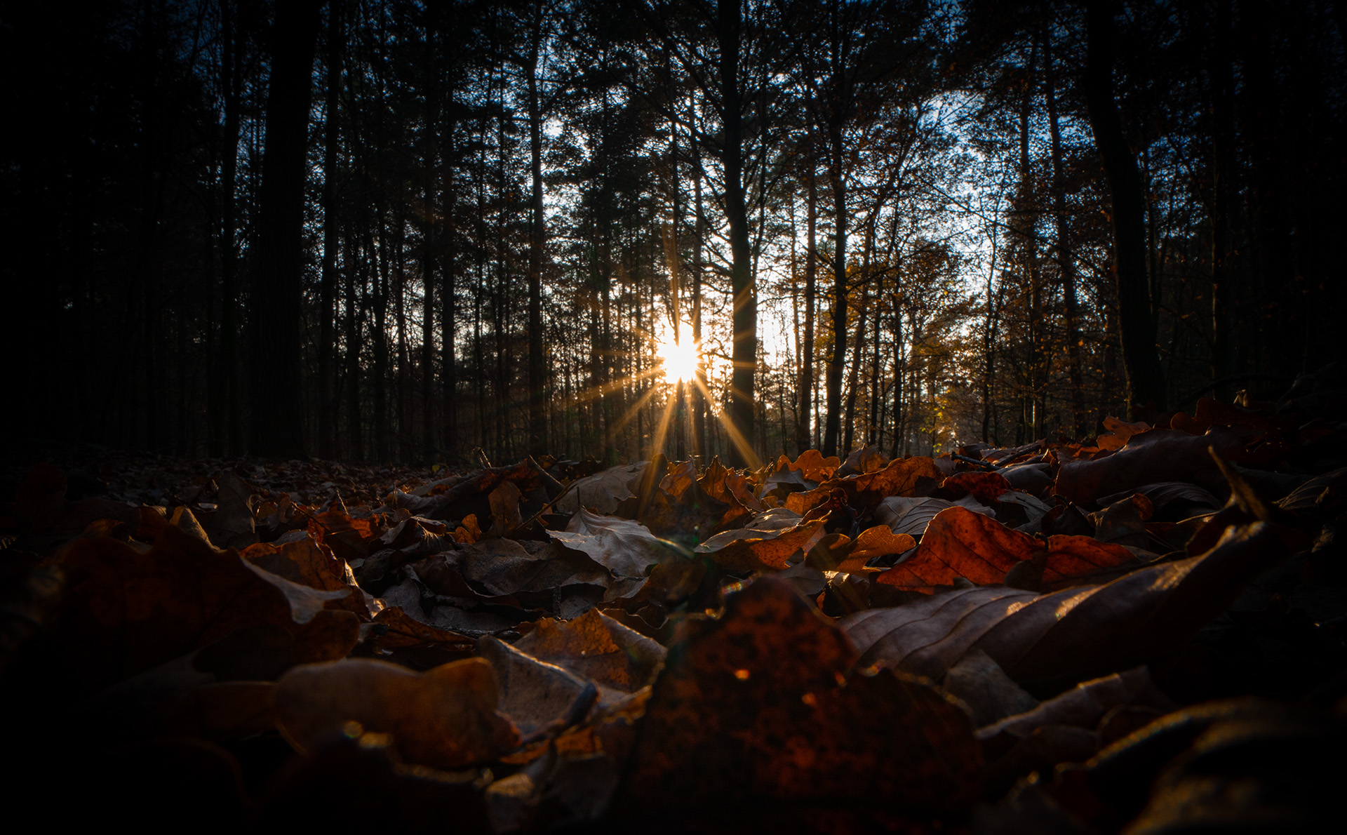 Laub im Sonnenuntergang, Copyright Stephan Siemon