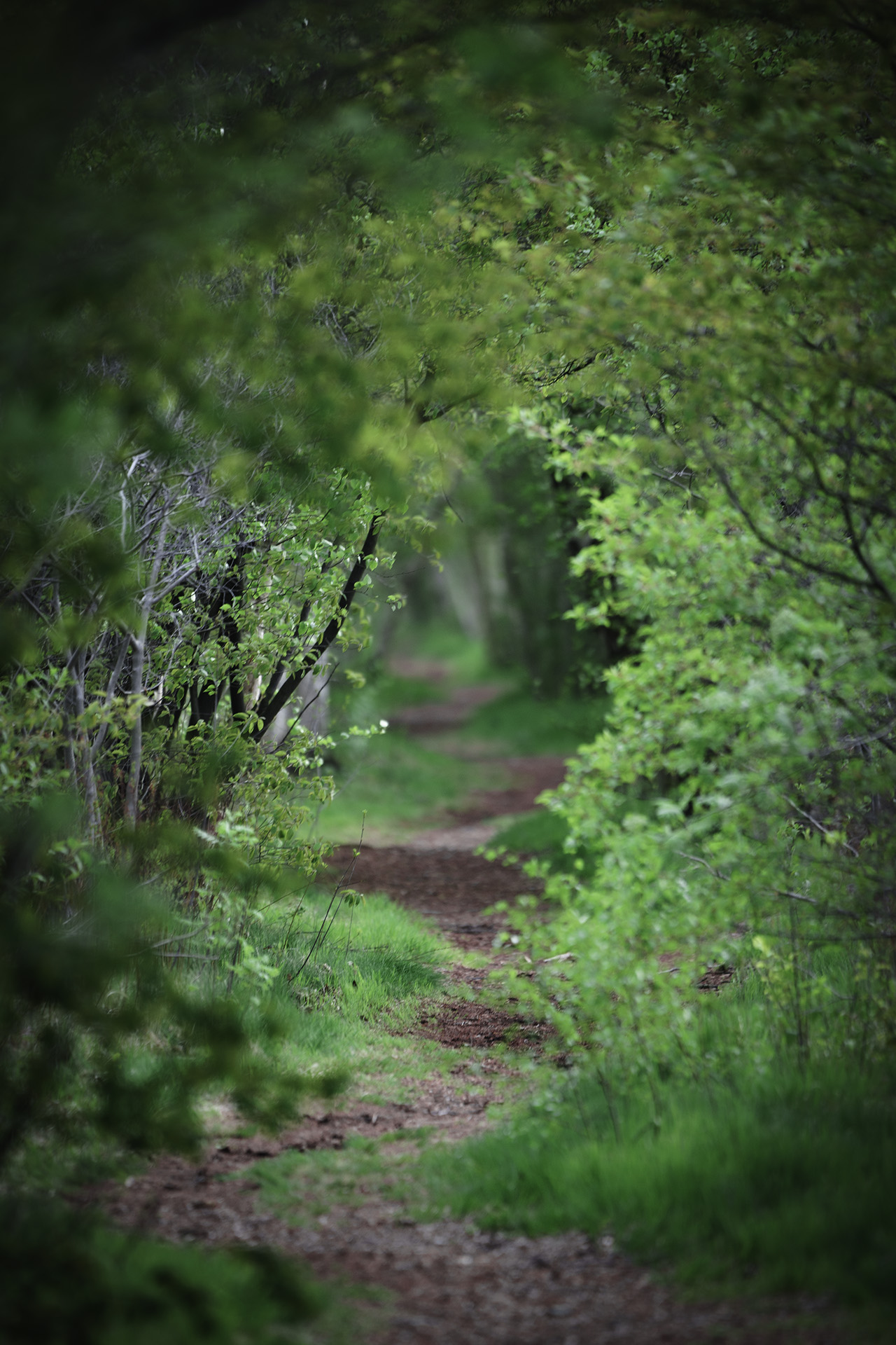 Waldweg in der Gellener Torfmöörte