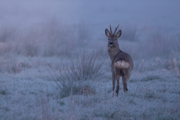 Rehbock am frostigen Morgen im Moor