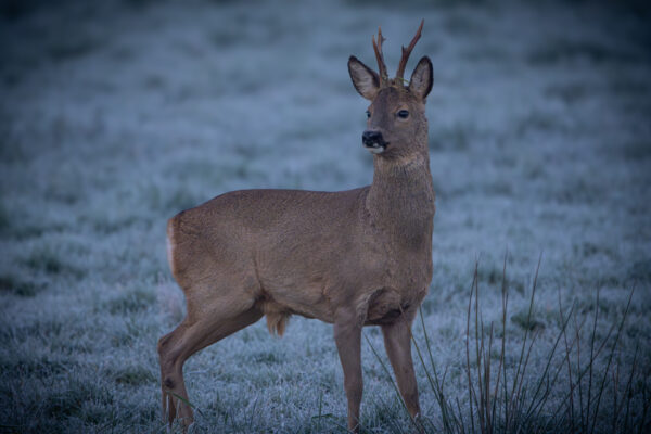 Rehbock am frostigen Morgen im Moor