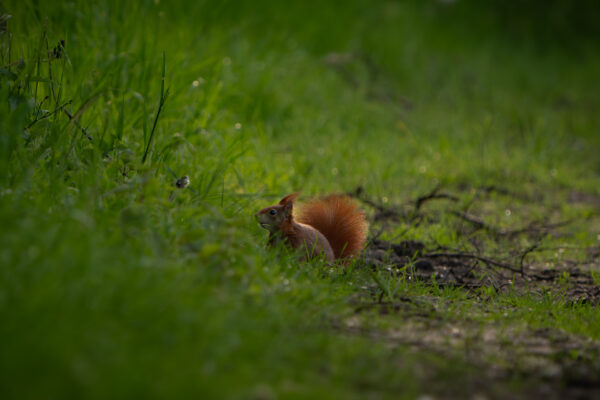 Eichhörnchen im Hohenbökener Moor