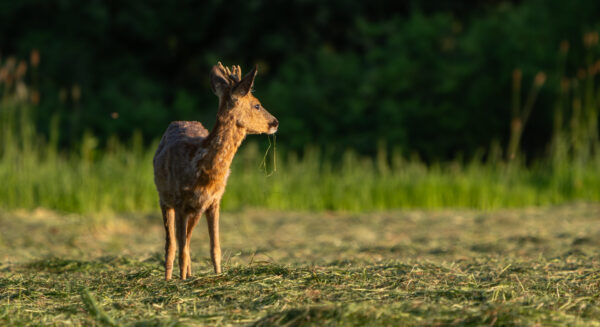 Rehbock beim Äsen – HeaderImage