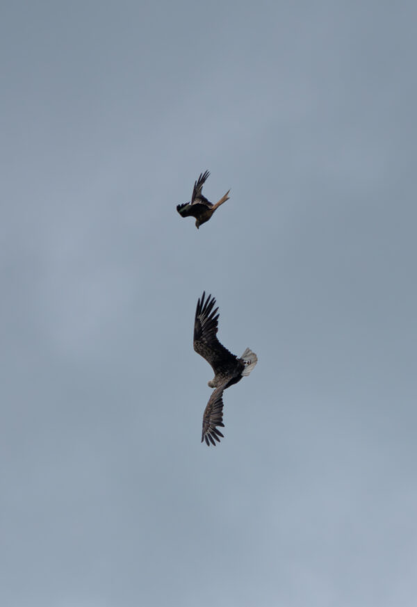 Seeadler und Rotmilan im Luftkampf