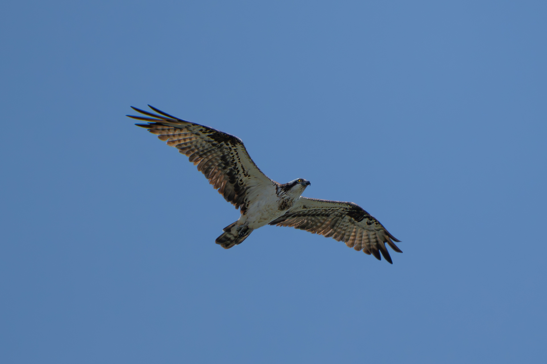 Fischadler im Flug