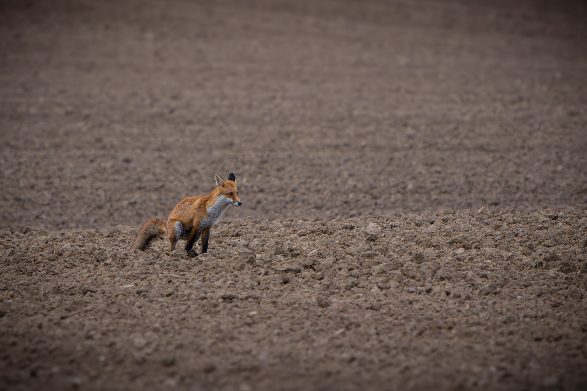 Fuchs in Züsow beim Erledigen des Geschäfts