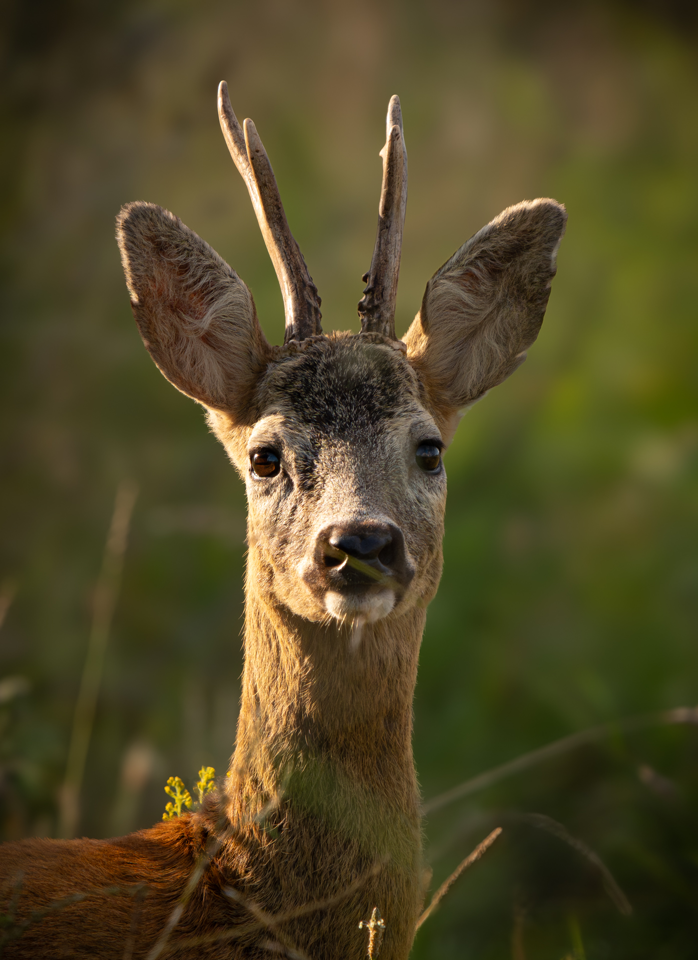 Portrait eines Rehbocks