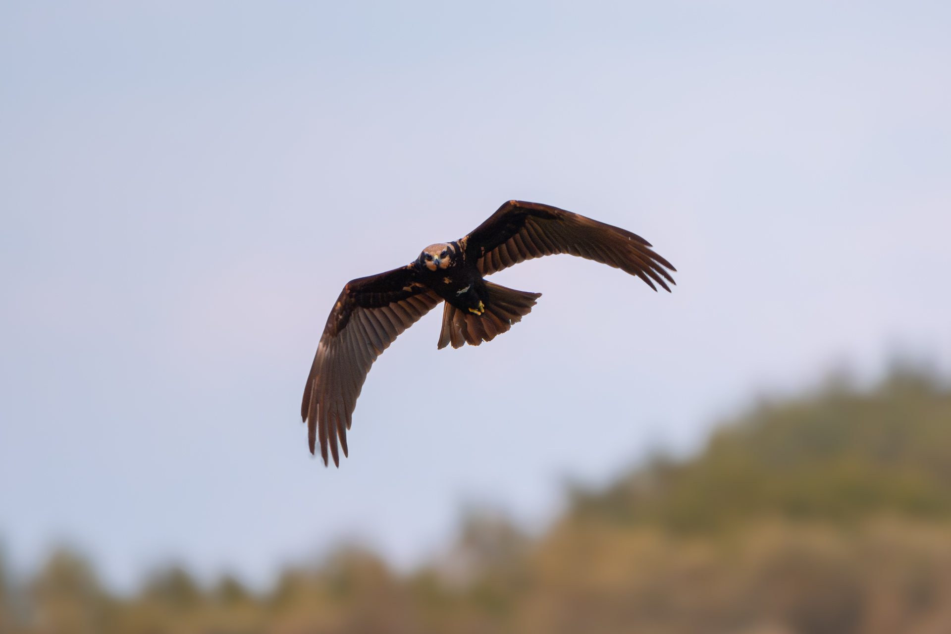 Rohrweihe im Anflug