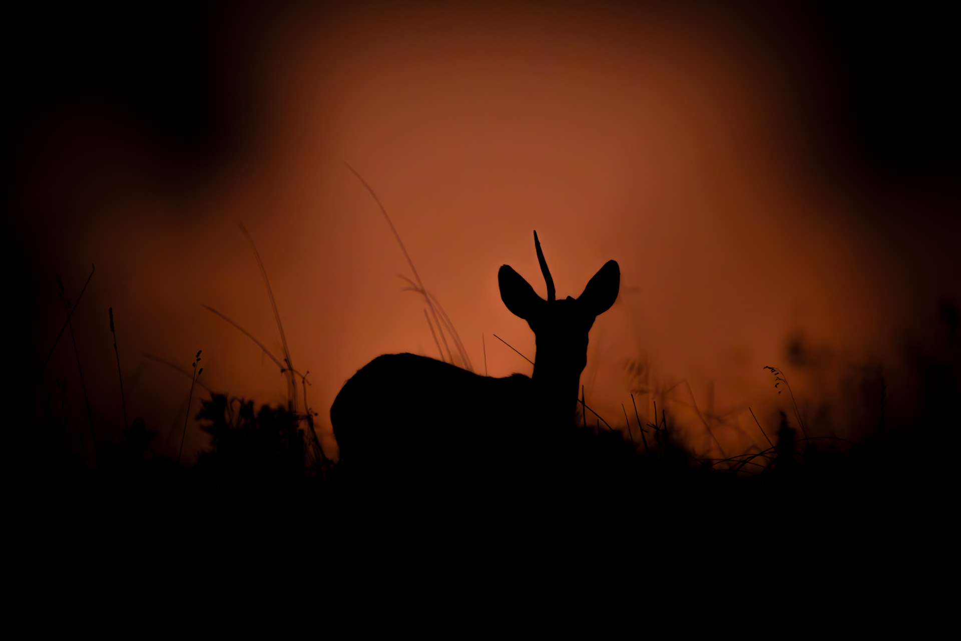 Einhörniger Rehbock vor dem Sonnenaufgang