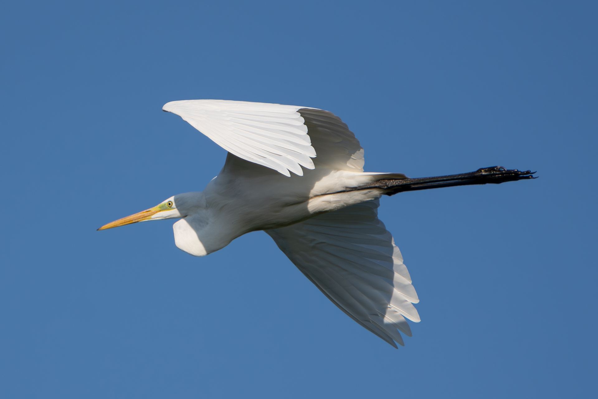 Silberreiher im Flug