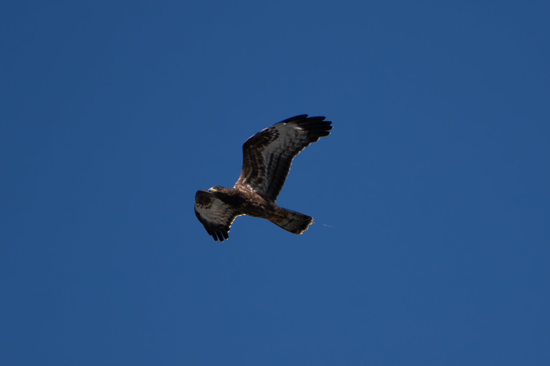 Wespenbussard im Flug