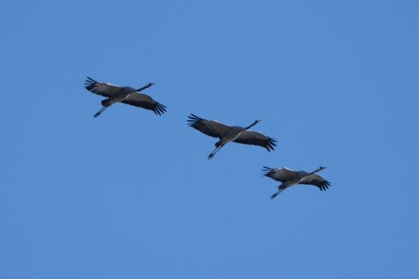 Gruppe Kraniche Im Flug