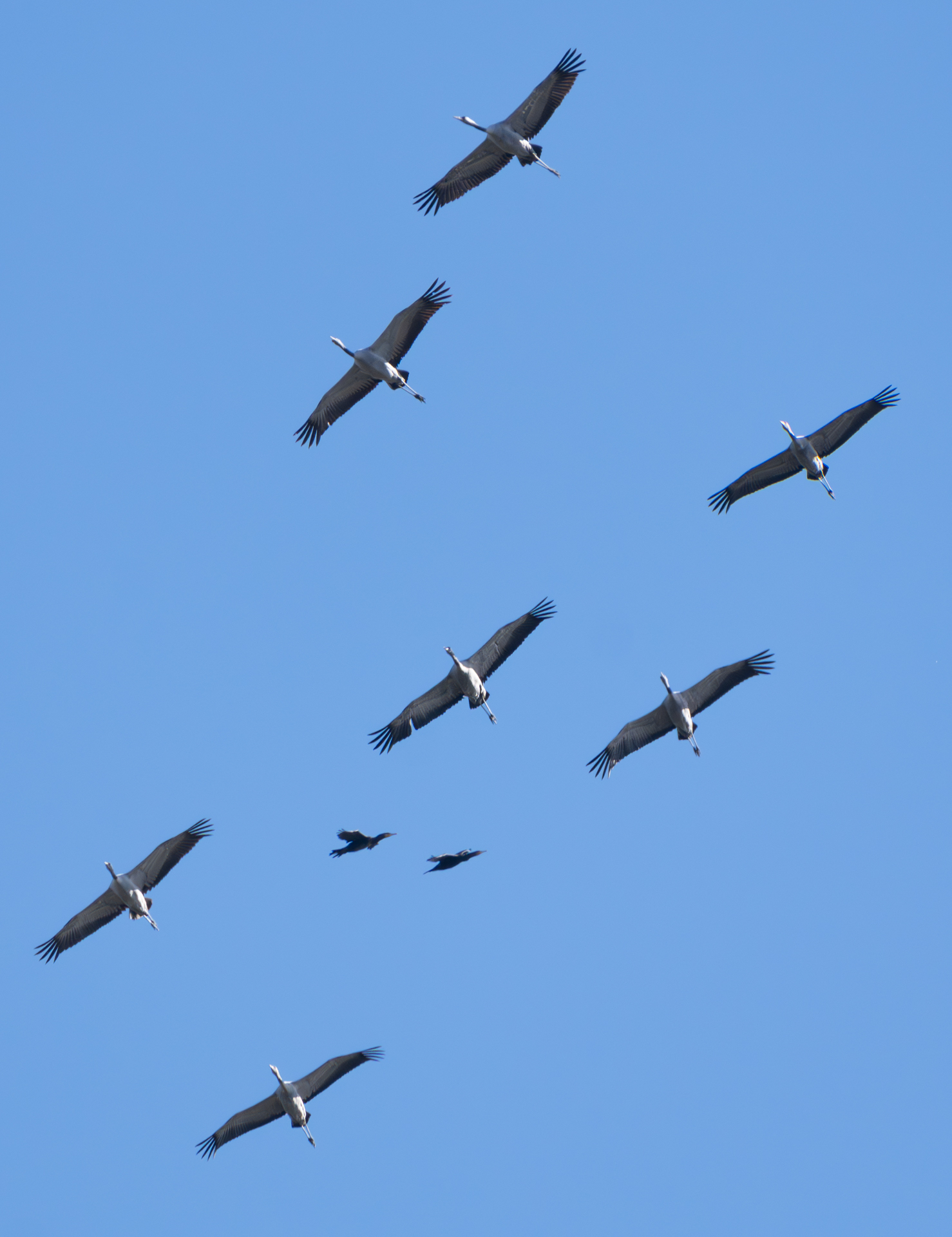 Gruppe Kraniche Im Flug