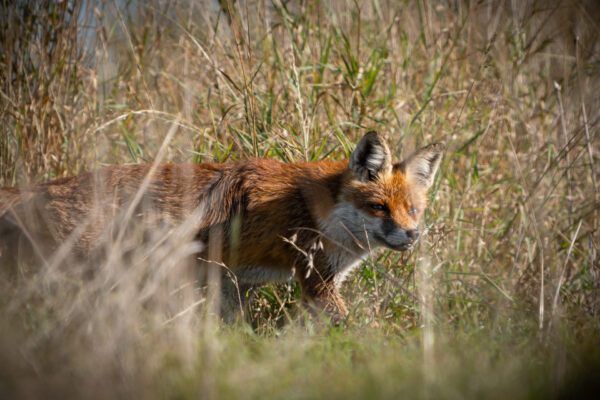 Rotfuchs am helllichten Tag auf einer Wiese auf der Suche nach Beute