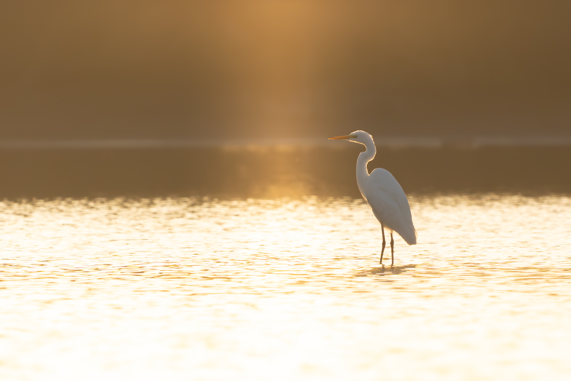 Abendstimmung am Mühlenteich - Silberreiher