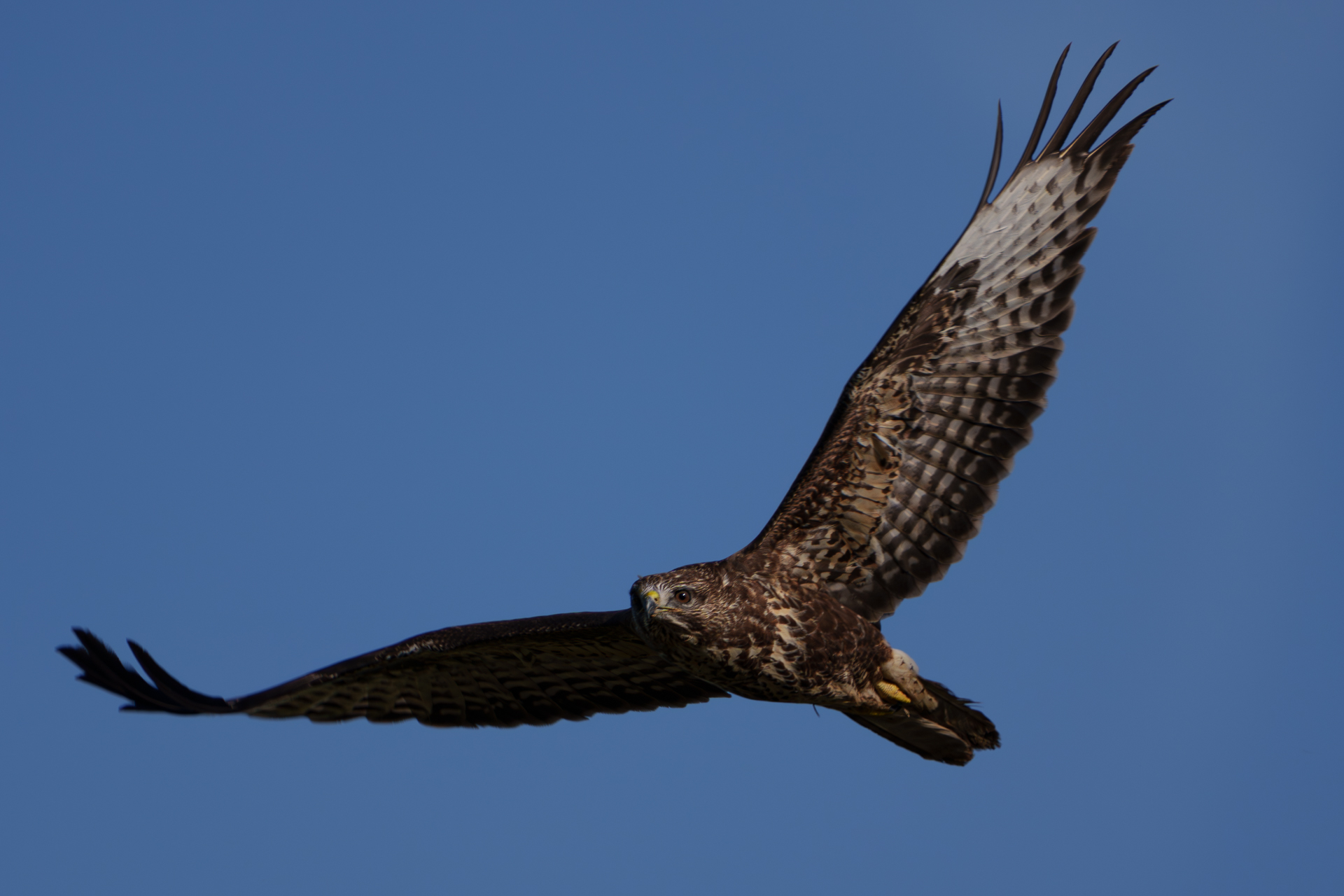 Mäusebussard über einem Feld bei Wismar