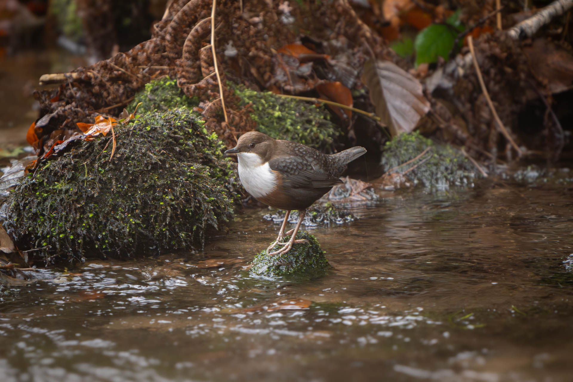 Wasseramsel am Ufer der Kirnitzsch