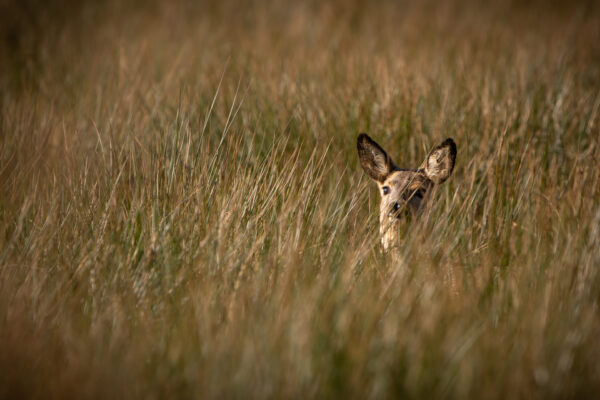 Reh im Gras