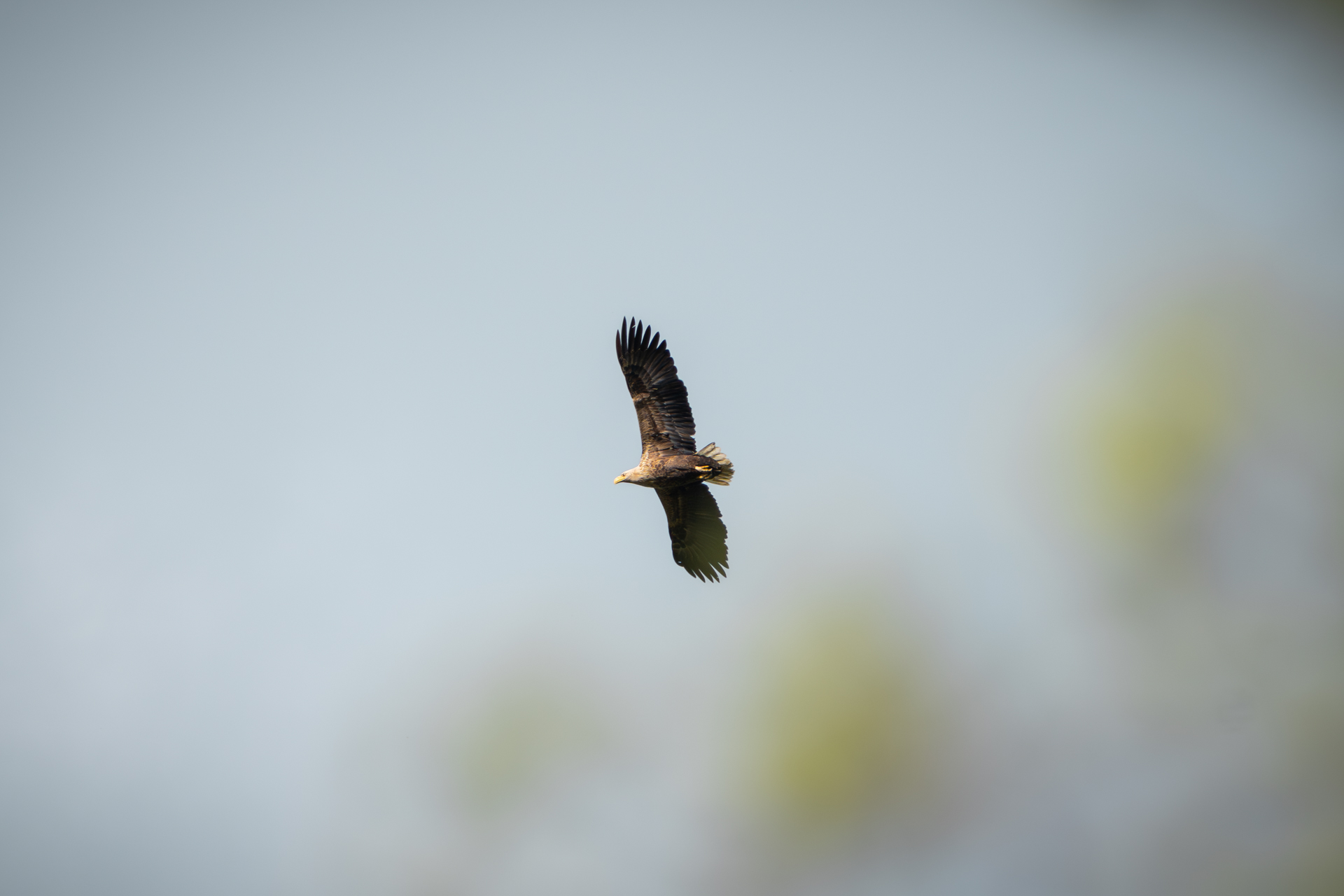 Seeadler