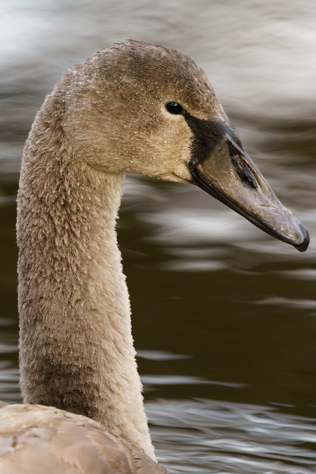 Portrait eines jungen Schwans