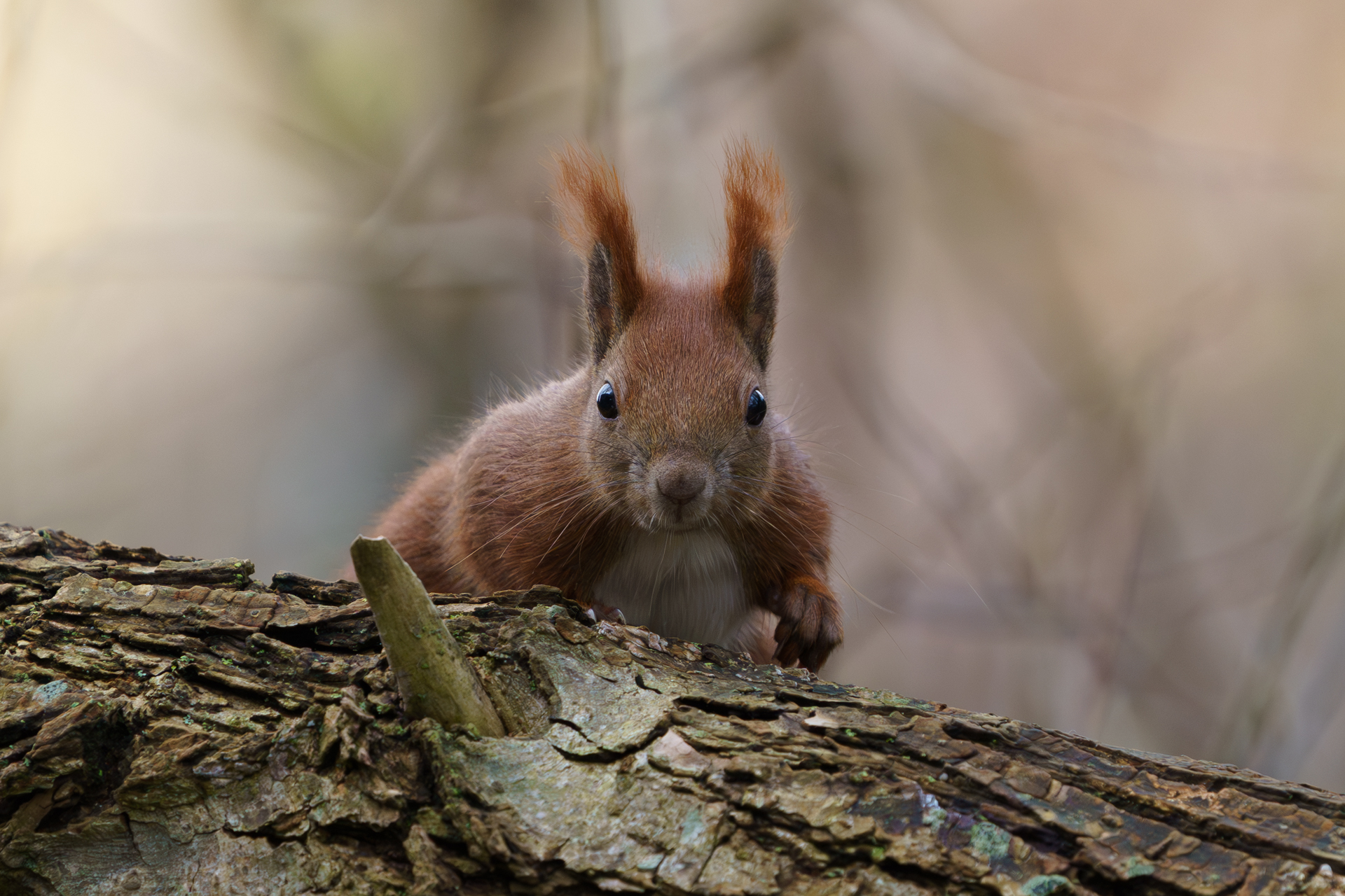 Eichhörnchen am Mühlenteich Wismar