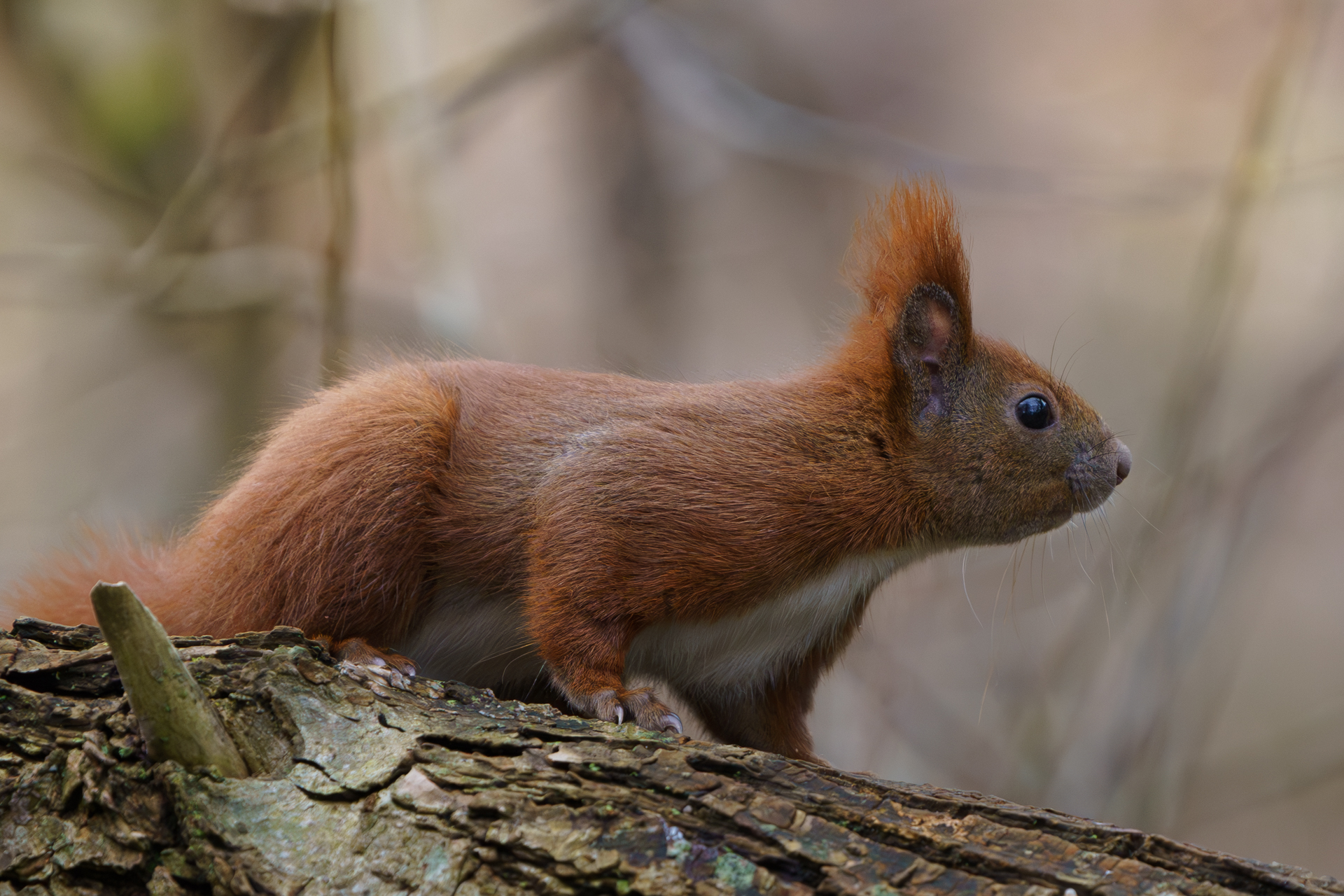 Eichhörnchen am Mühlenteich Wismar