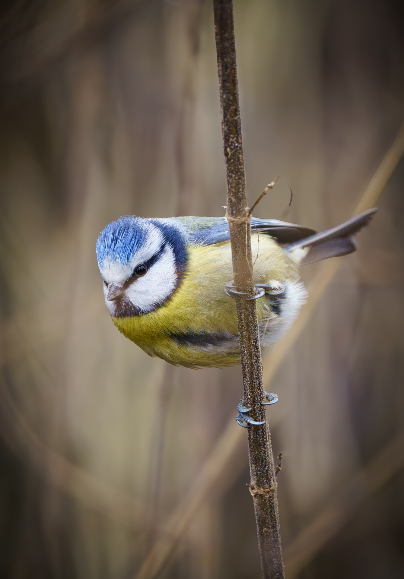 Blaumeise im Schilf