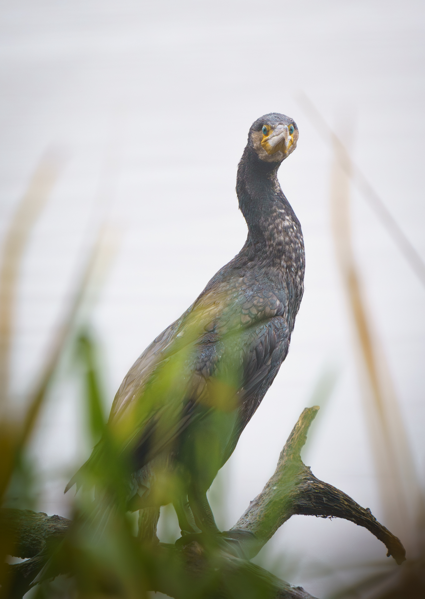 Kormoran beobachtet den Fotografen