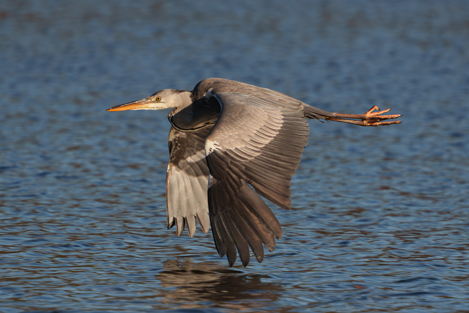 Graureiher im Flug