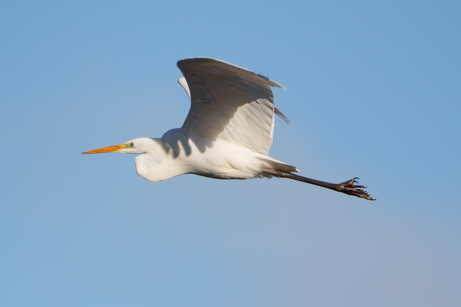 Silberreiher im Flug