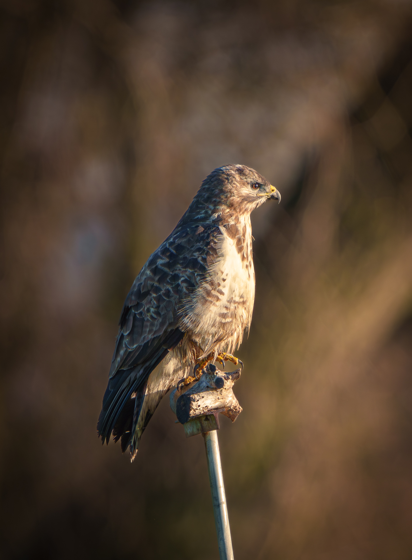 Mäusebussard am Ansitz