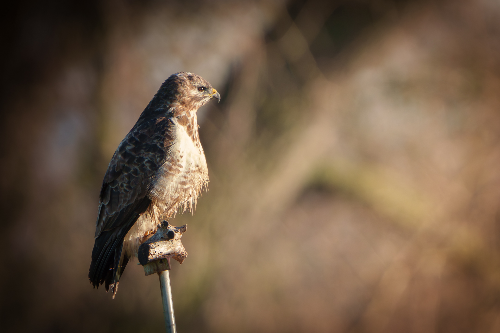 Mäusebussard am Ansitz