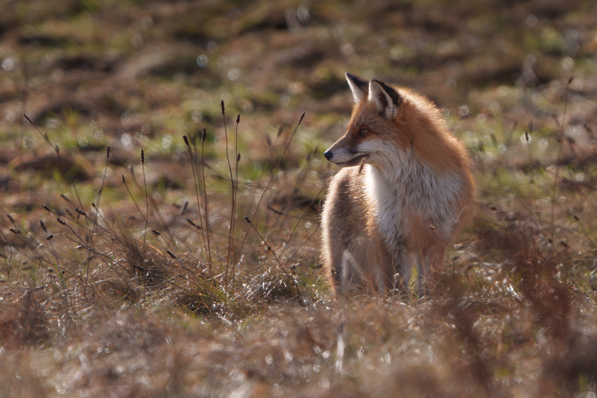 Fuchs in Güntersberge