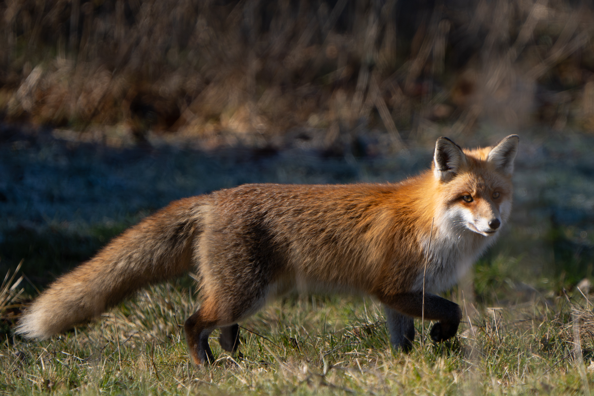 Fuchs in Güntersberge