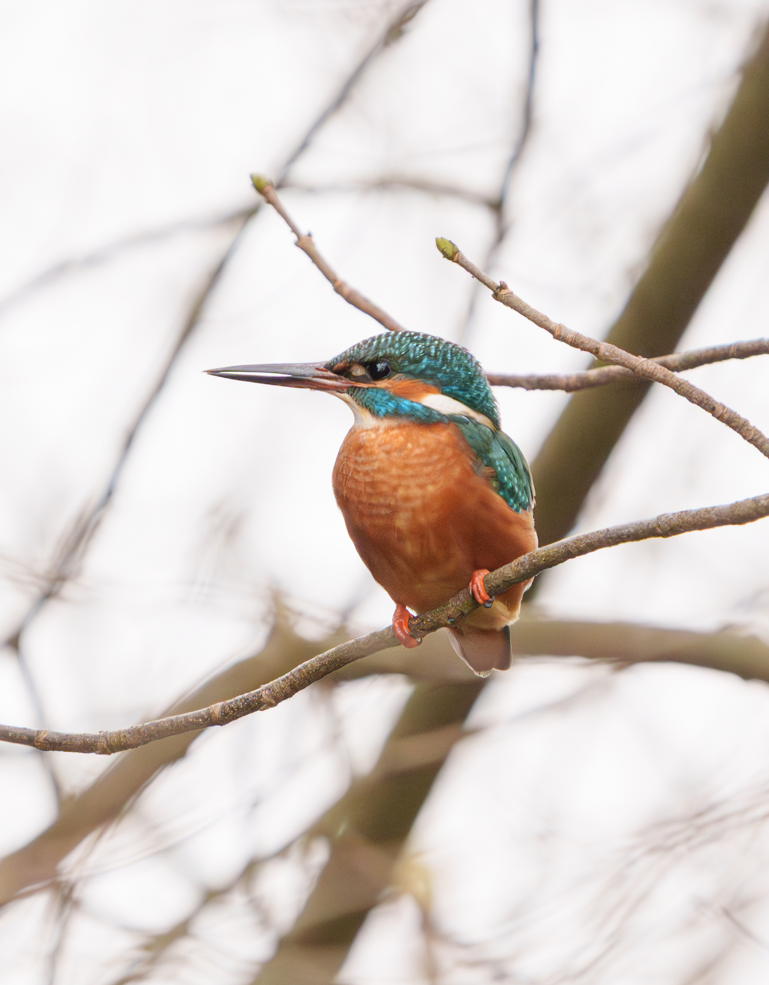 Eisvogel am Mühlenteich in Wismar