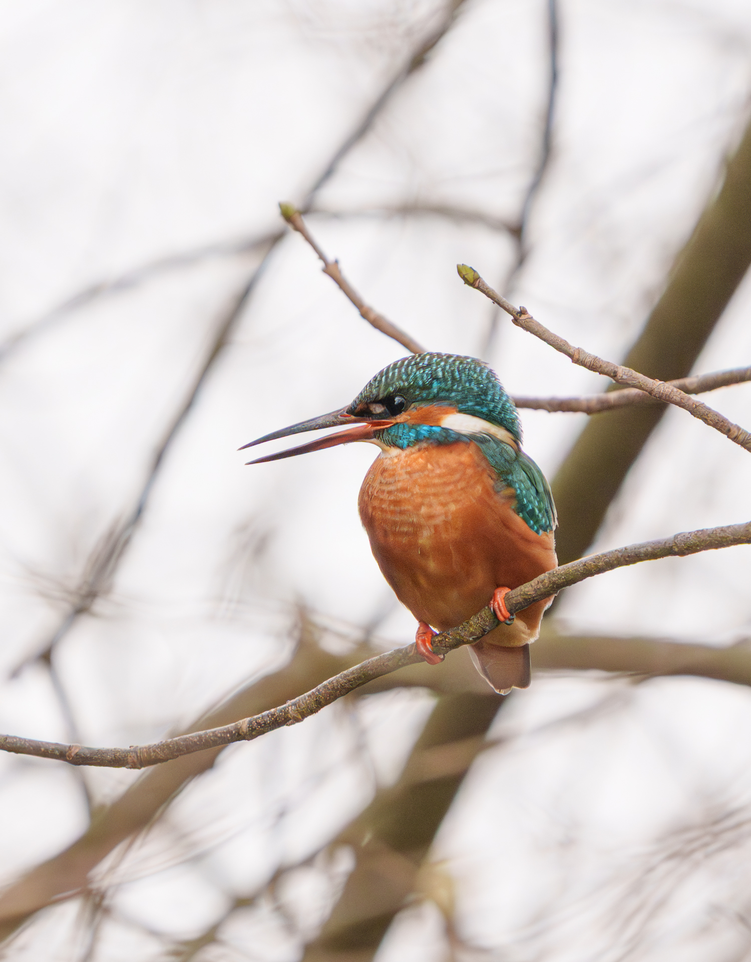 Eisvogel am Mühlenteich in Wismar