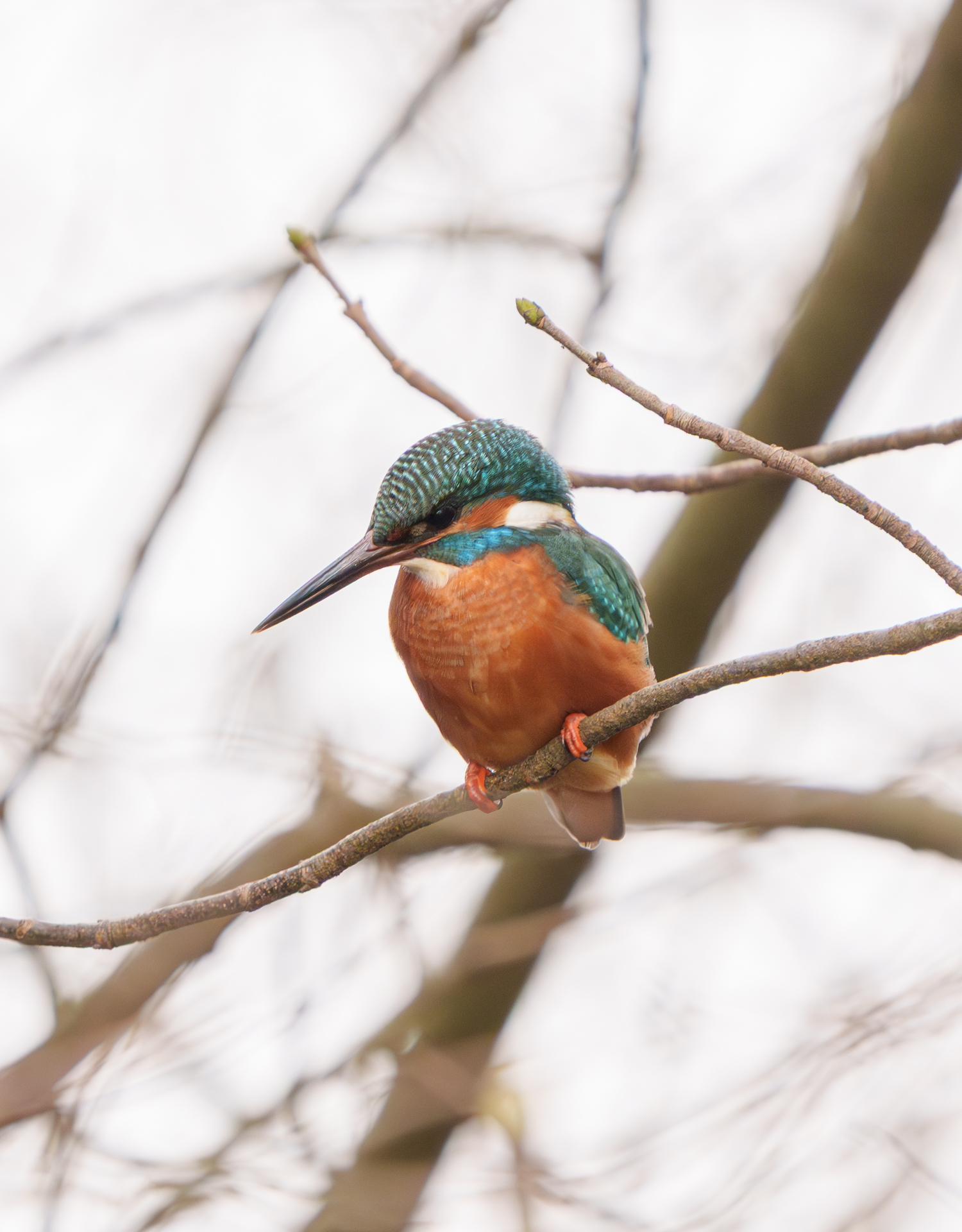 Eisvogel am Mühlenteich in Wismar