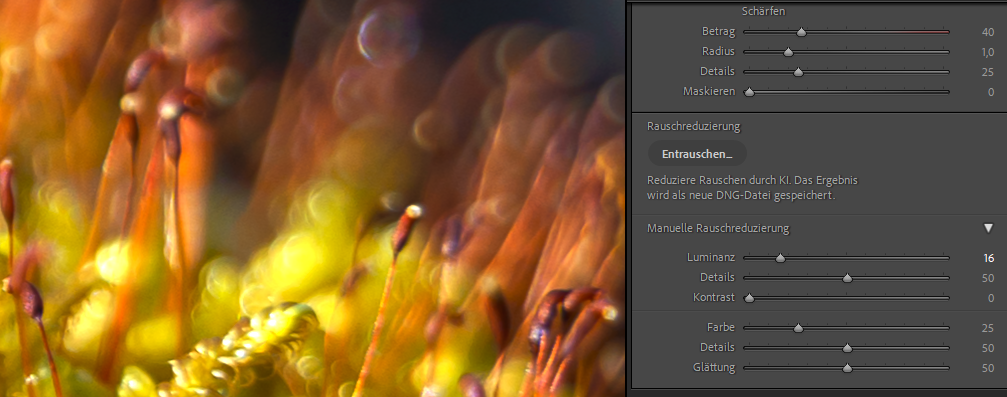 Entrauschen in Lightroom